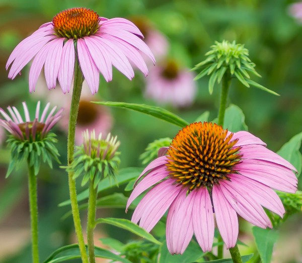Springtime Once More by Melody Rossi